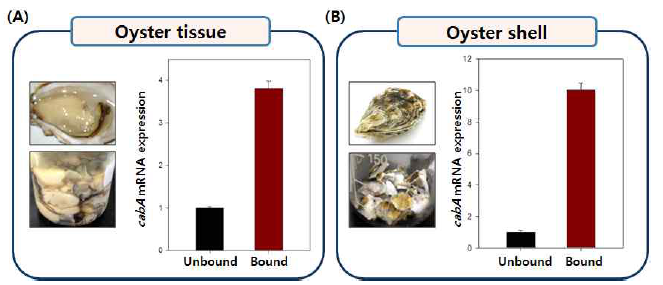 Induction of cabA expression upon binding to oysters.