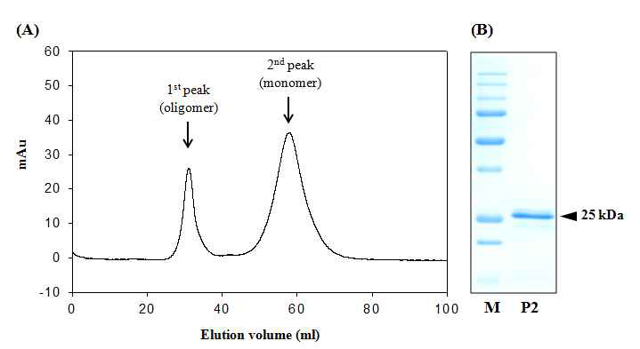 Purification of CabA using fast protein liquid chromatography (FPLC).