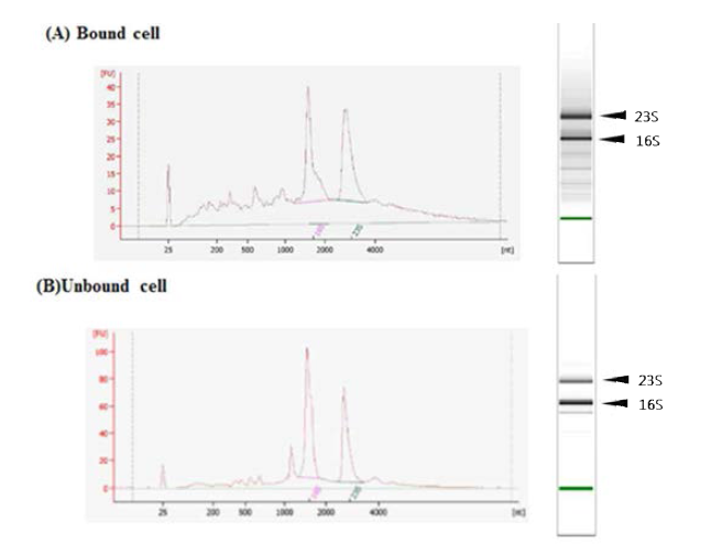 Quality control for extracted total RNA.