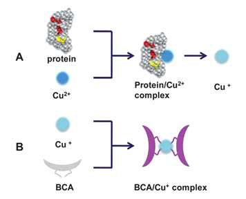 총단백질 농도 측정을 위한 Bicinchoninic acid (BCA) protein assay.