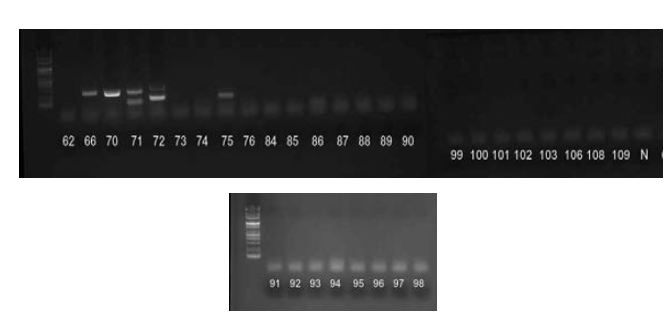 COG1F-G1SKF/G1SKR primer set을 활용한 GI nested RT-PCR.