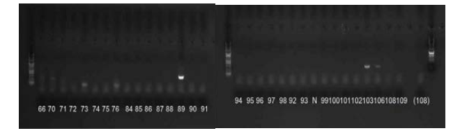 GI-F1M-GI-F2/GI-R1M primer set을 활용한 GI nested RT-PCR.