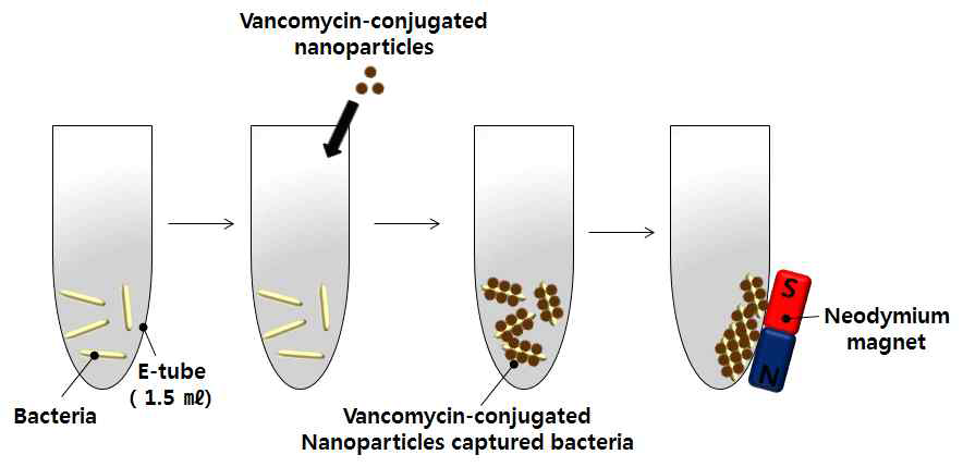 Vancomycin-나노입자를 이용한 시료전처리 방법 (off-chip)