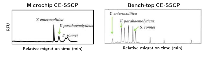 Microchip CE-SSCP 와 Bench-top CE-SSCP 분석 결과 비교
