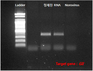RT-PCR을 통한 노로 바이러스 검출 조건 확인