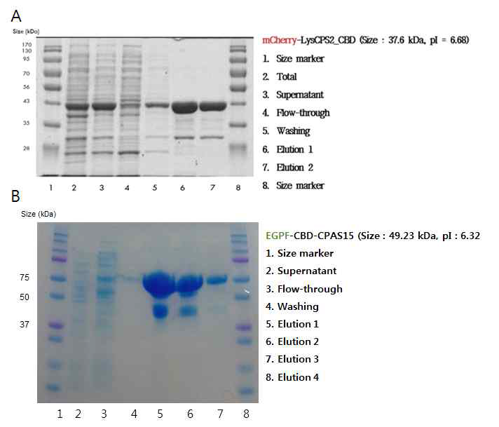 (A) LysCPS2의 단백질 발현 결과, (B) LysCPAS15 단백질 발현 결과