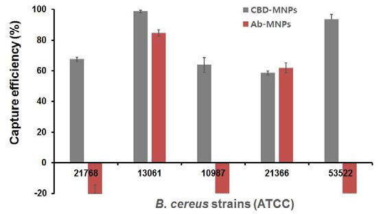 바실러스 균종에 따른 CBD-MNPs, Ab-MNPs 농축 효율 비교