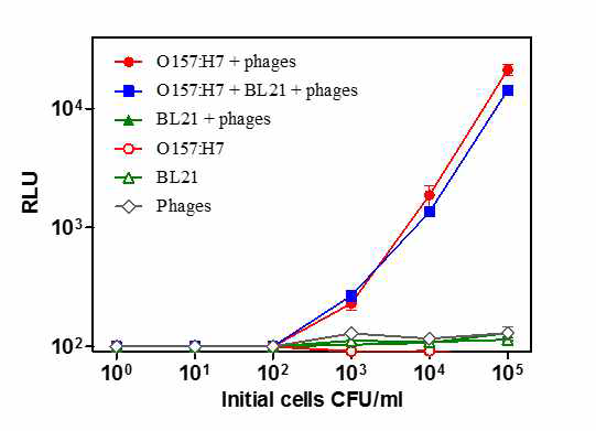 선택적으로 대장균 O157:H7만을 검출할 수 있는 발광박테리오파지를 이용한 검출 결과