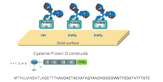 단백질G를 이용한 항체고정화 기술의 모식도
