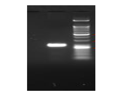 Outer primer 를 이용한 살모넬라의 genomic DNA 증폭
