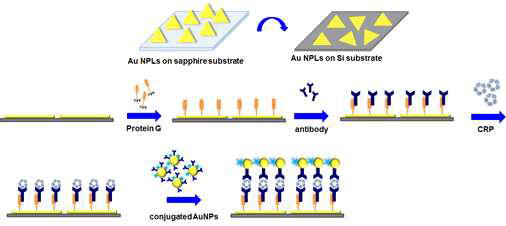 생체분자 단백질 검출을 위한 나노판/나노입자 플라즈모닉 검출 플랫폼 모식도