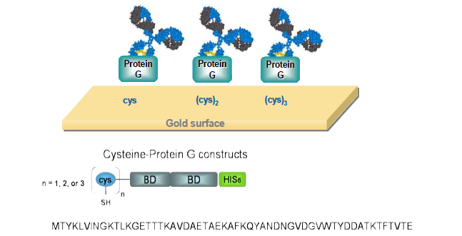 단백질G를 이용한 항체고정화 기술 모식도