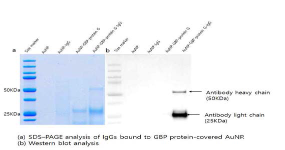 금 결합 펩타이드가 태그된 단백질 G 변형체가 금 나노입자에 결합하며 항체와 반응한 SDS-PAGE결과와 western blot