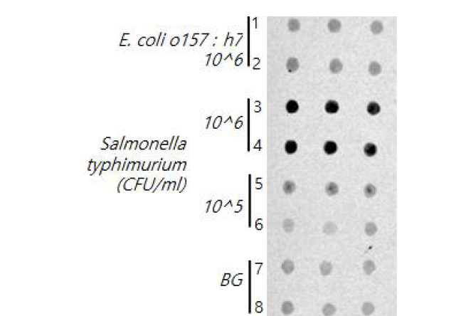 Milk 샘플 중 Salmonella Typhimurium 특이적 검출을 위한 박테리아 항체가 고정화된 바이오칩