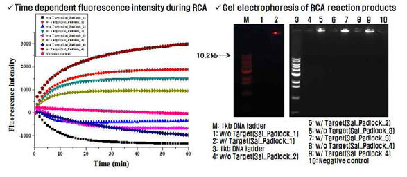 Artificial target DNA에 대한 RCA 기반 등온 핵산 증폭의 실시간 monitoring 및 gel electphoresis 분석 결과
