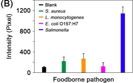 나노프로브 이용 선택적 Salmonella 검출