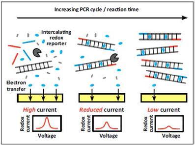 Intercalating redox reporter를 이용한 EC-PCR 원리