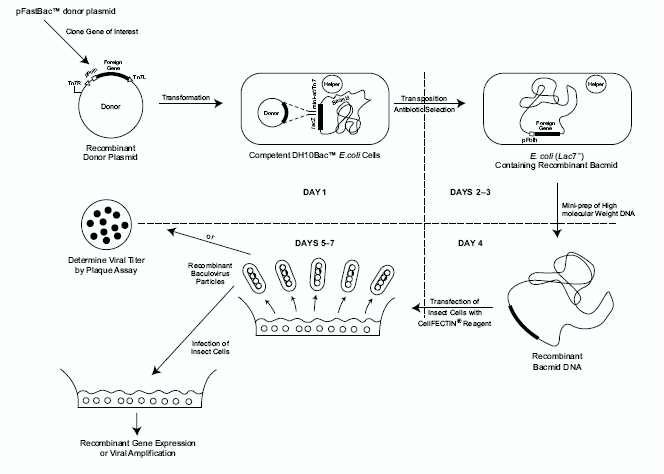 expression system을 이용한 human 노로바이러스 VLP 발현 과정의 모식도.