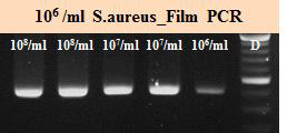 균주이용 필름기반 PCR (Staphylococcus aureus)