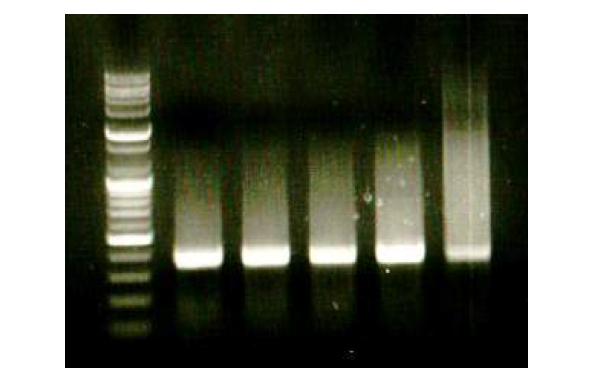 필름기반 통합디바이스의 요소기술 확인 (PCR)