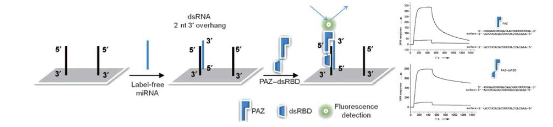 SPR을 이용한 RNA-Protein interfacing 분석 연구.