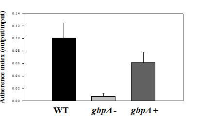 Chitin-binding abilities of the wild type and gbpA mutant.