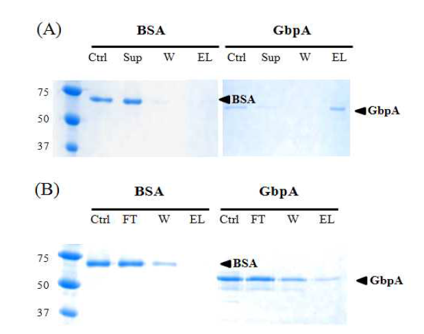 Chitin-binding and GlcNAc-binding abilities of V. vulnificus GbpA.