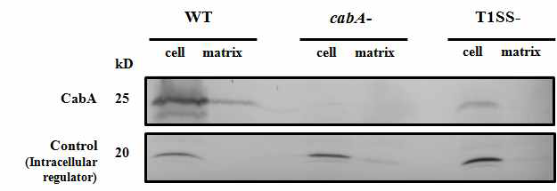 Subcellular localization of CabA.