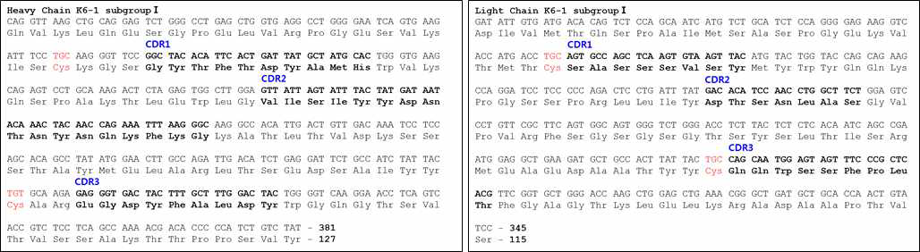 K6-1 항체의 항원, Dsg2 인지 CDR 서열 규명