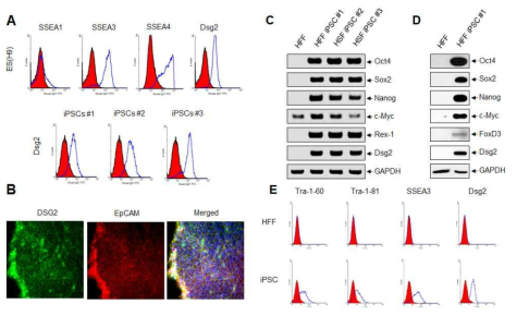 신규 표지인자 Dsg2 미분화 전분화능 줄기세포주에서 발현 분석