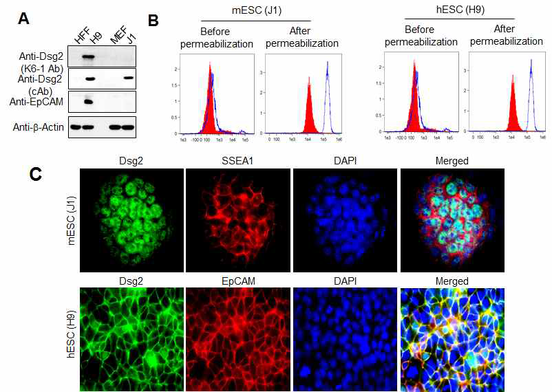 신규 표지인자 Dsg2의 인간 미분화 전분화능 줄기세포 특이적 발현 규명