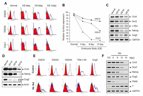 신규 표지인자 Dsg2의 인간 미분화 전분화능 줄기세포 특이성 비교 분석