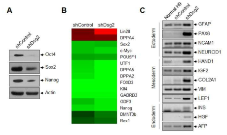 전분화능 줄기세포 미분화 상태 유지 관련 Dsg2 기능 분석
