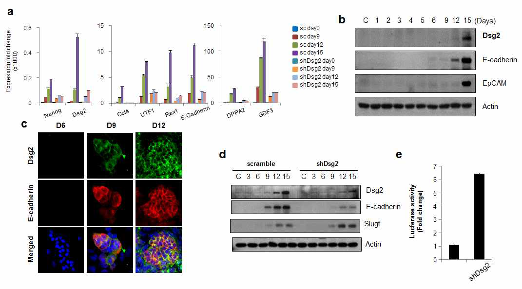 신규 표지인자, Dsg2 발현 조절에 따른 간엽상피이행 유도 분석