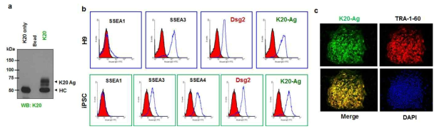 신규 표지인자, K20-Ag의 전분화능 줄기세포 표면 발현 분석