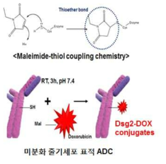 Maleimide-thiol coupling 화학을 이용한 미분화 줄기세포 표적 항체-약물 복합체 (ADC) 제작