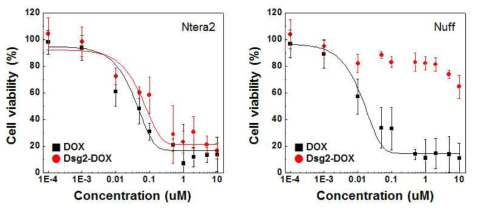 Dsg2-DOX conjugates의 Dsg2 표지인자 선택적 세포사멸 효능 평가