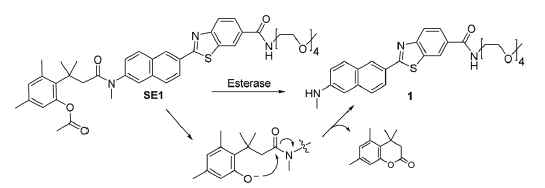 Structures of SE1 and 1, and the proposed mechanism of the reaction of SE1 with esterase.