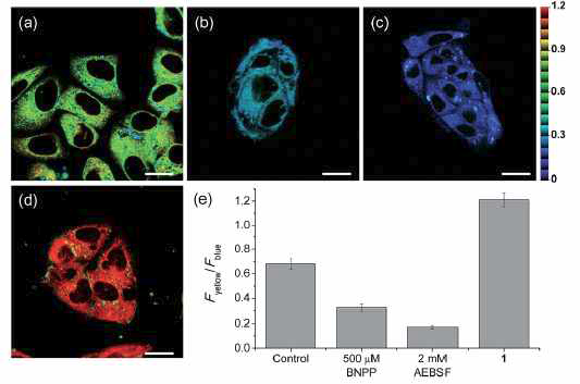 Pseudocolored ratiometric Two photon microscopy images of HepG2 cells incubated with (a) SE1 (2 mM) and (d) 1 (2 mM) with esterase inhibitor.