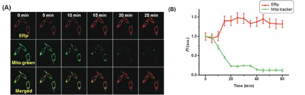 images of HeLa cells using ERp (2.5 mM) and Mito-tracker green (0.1 mM)