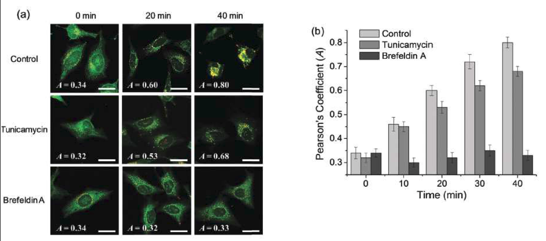 Merged images from TPM and OPM images of HeLa cells co-labeled with 2.0 mM ELP1 (green fluorescence), and 1.0 mM lysosome marker (LysoTracker Red DND-99, red fluorescence spots) before and after treatment with 10 mg/ml tunicamycin and brefeldin A for 2 h.