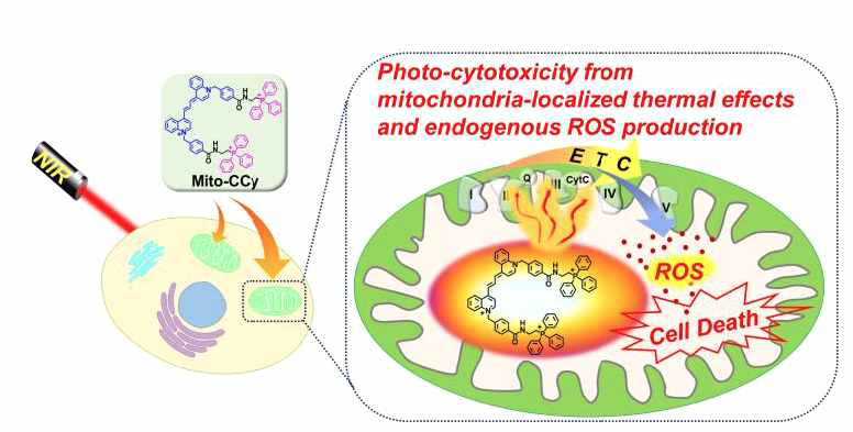 Schematic representation of enhanced photothermogenesis by mitochondria-targeting cryptocyanine