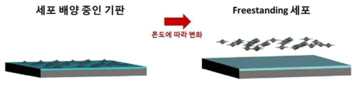 온도에 따라 반응하는 기판 영향으로 free-standing 세포를 만드는 방법