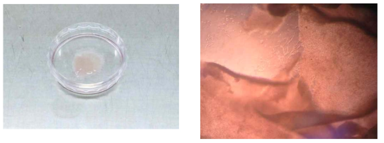 제조된 PNIPAAM 기반의 3층의 세포 시트 (C2C12) 이미지 (위), 제조된 세포 시트의 현미경 이미지 (아래)
