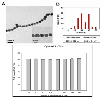 화학적으로 합성된 자성나노입자의 TEM 이미지, 사이즈 분포 및 zeta 전위 (위), 각 농도별 세포 생존정도 (아래)