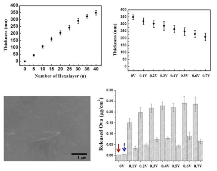 다층박막의 층 수에 따른 두께 변화 (왼쪽 위), 다양한 전기자극을 가했을 때 두께 감소 변화 정도 (오른쪽 위), 단백질이 방출 된 후의 박막 이미지 (왼쪽 아 래), 전기자극에 따른 단백질 방출 정도 (오른쪽 아래) 결과