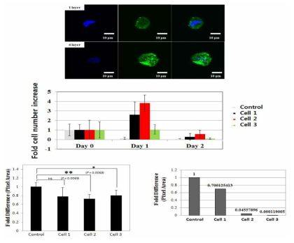 세포 위 다층박막 형광 이미지 (위), 교반배양하에서의 세포 증식 정도 (중간), 세포 이동 정도 (왼쪽 아래) 및 지방세포로의 분화 정도 (오른쪽 아래) 결과