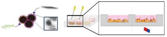 다양한 기능성 물질로 개질된 자성나노입자 (좌), 자성을 이용하여 줄기세포의 기능을 증대하기 위한 실험 모식도 (우)