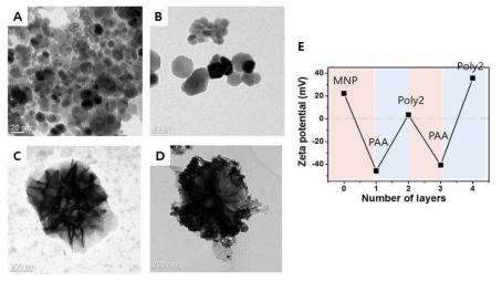 (A) Fe3O4 자성나노입자 (B) PBAE/PAA 박막을 제조한 나노입자 (C) siRNA 마이 크로 입자 (D) 자성나노입자-siRNA 복합체의 TEM 이미지, (E) 자성나노입자 표면 및 각 다층박막 레이어별 제타전위