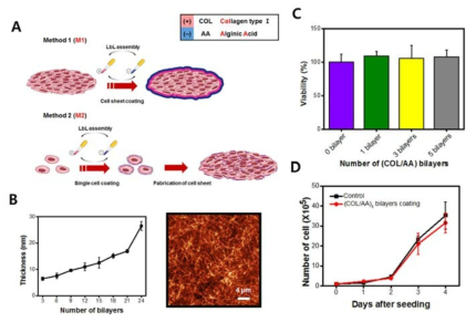 (A) 세포 시트 제조 및 다층박막 제조 모식도 (B) collagen/alginate 박막의 두께 증가 그래프 및 AFM 이미지 (C) 세포 생존률 (D) 세포 증식정도